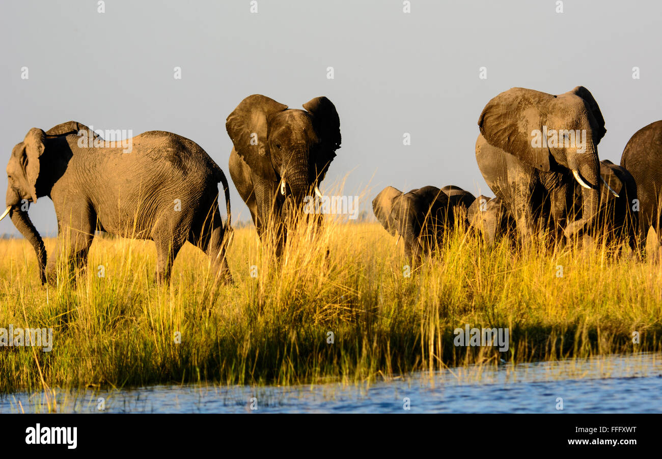 Gruppo di elefanti africani sulle rive del fiume Chobe Foto Stock