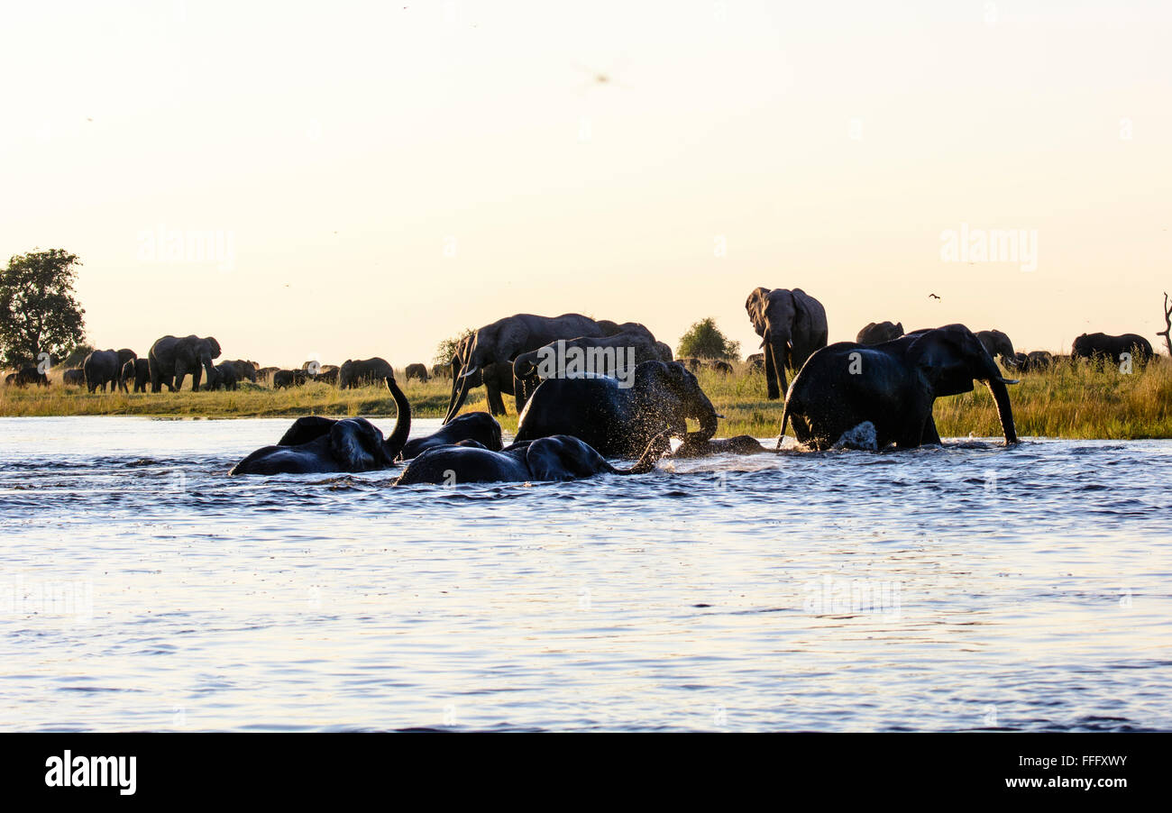 Gli elefanti africani attraversando il fiume Chobe al crepuscolo Foto Stock