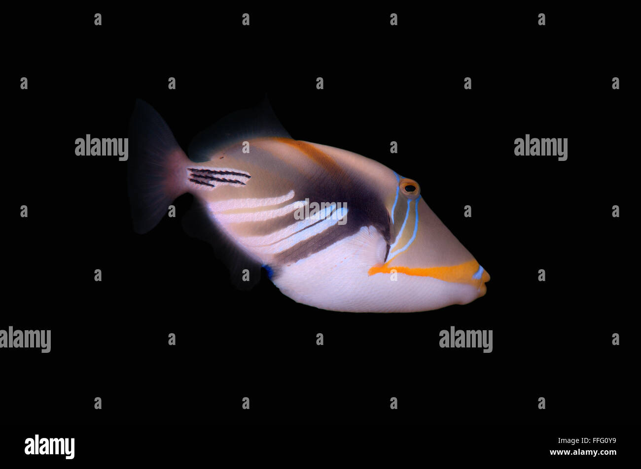 Gen 31, 2016 - blackbar triggerfish, pesci balestra picasso, Picassofish, Jamal o della laguna pesci balestra (Rhinecanthus aculeatus) Oceano Indiano, Hikkaduwa, Sri Lanka, Sud Asia © Andrey Nekrasov/ZUMA filo/ZUMAPRESS.com/Alamy Live News Foto Stock