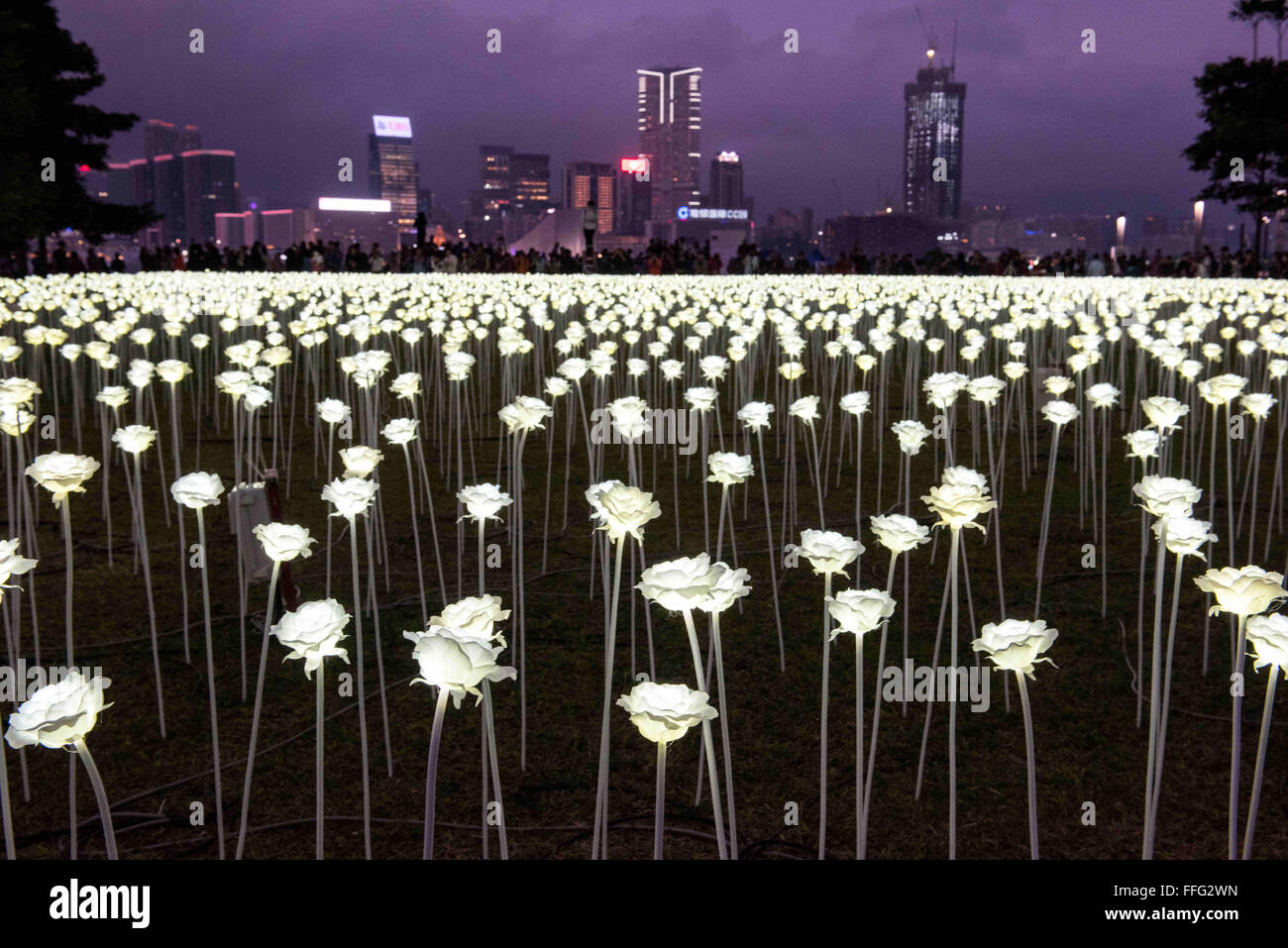 Hong Kong, Hong Kong, Cina. Xiii Febbraio, 2016. Guardando attraverso il Victoria Harbour a Tsim Sha Tsui.originari da Seoul, Corea, questa massa di arte pubblica il progetto di installazione 'Light Rose Garden '"' Hong Kong'' illumina la Tamar Park Admiralty, ogni notte alle 6 del pomeriggio per 8 notti durante il periodo festivo intorno occidentali e cinesi di San Valentino (giorni 14 - 22 Feb).Il team creativo, PANCOM e curatore tuttiidirittiriservati, hanno piantato una spettacolare mare di 25.000 rose bianche, fatta di luci LED, in uno di Hong Kong di più punti di riferimento simbolico '"' il Central Promenade. (Credito Immagine: © Jayne Russell via ZUMA Foto Stock