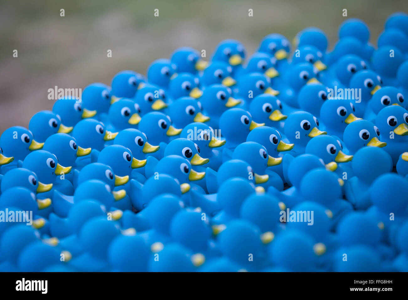 Raccolta ordinata di blu le papere di gomma. Cerchio, la folla di fronte allo stesso modo. Foto Stock