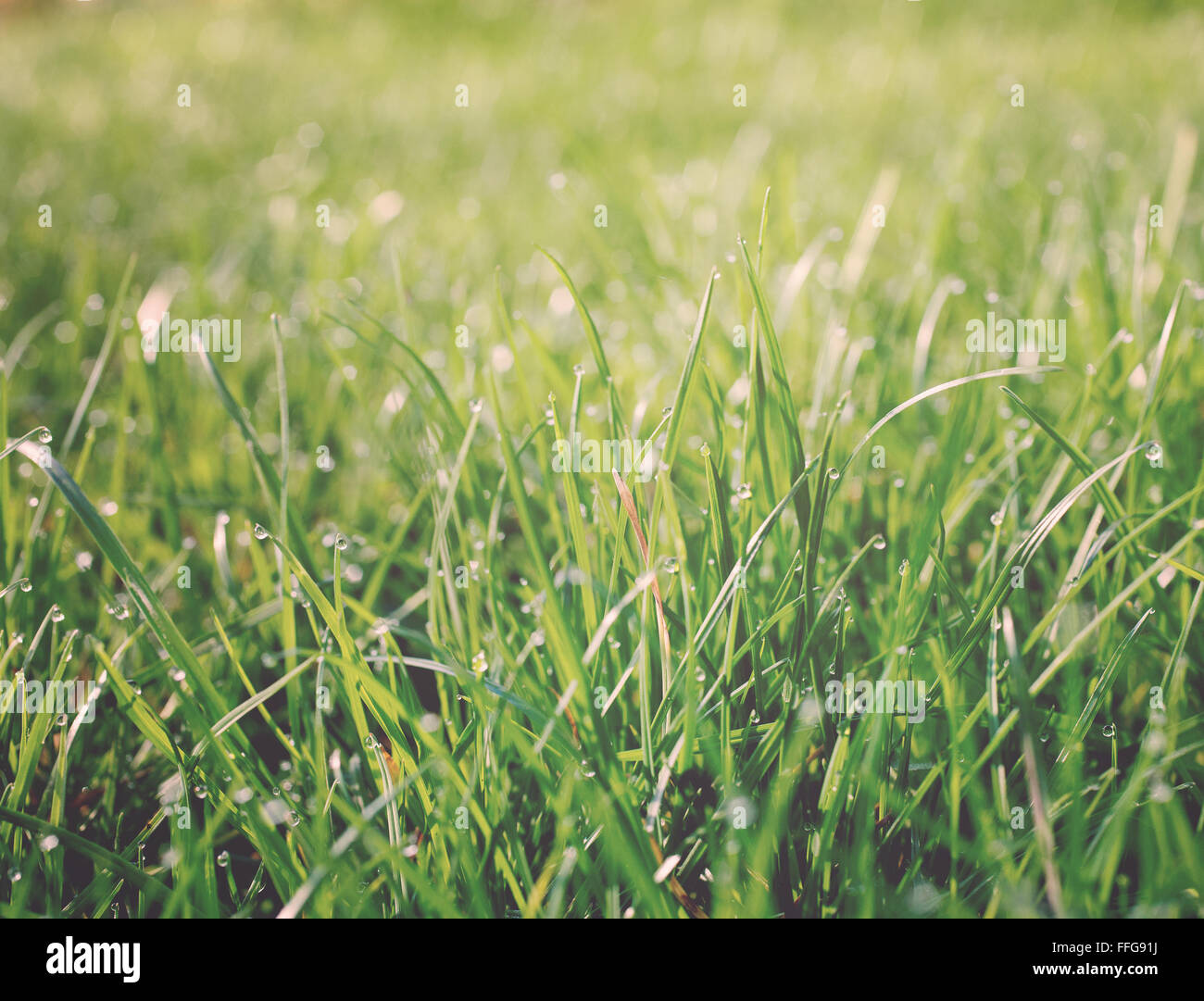 Gocce d'acqua sull'erba Foto Stock