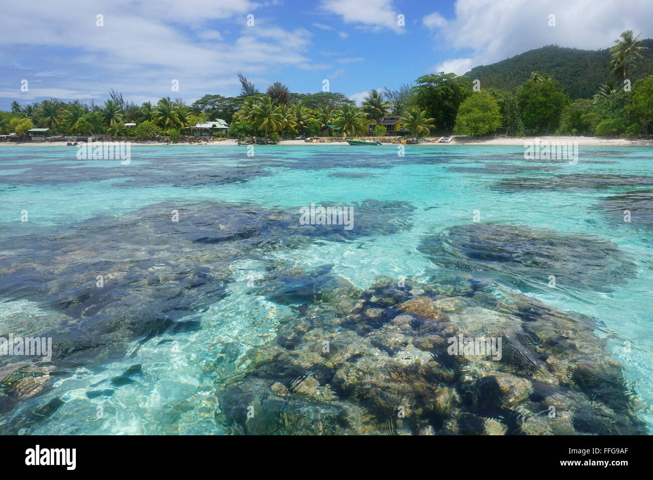 Coralli in acque poco profonde visto da sopra la superficie con il litorale in background, laguna di Huahine isola, Polinesia Francese Foto Stock
