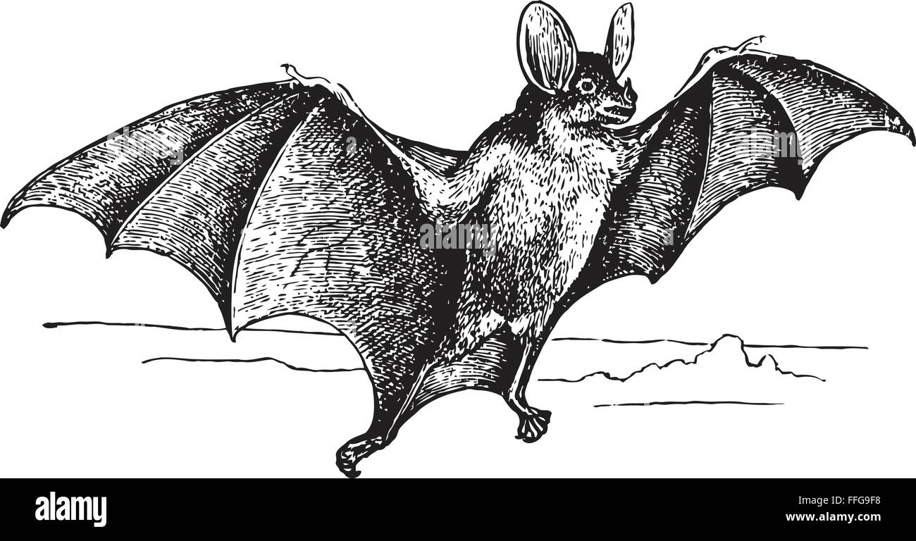 Bat spettrale (Vampyrum spectrum), Illustrazione da enciclopedia sovietica, 1927 Illustrazione Vettoriale
