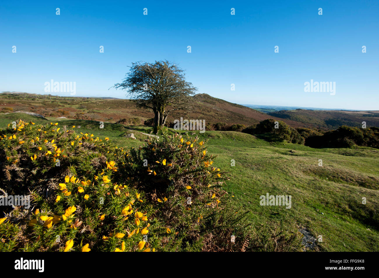 Albero in Dartmoor Devon England Regno Unito Europa Foto Stock