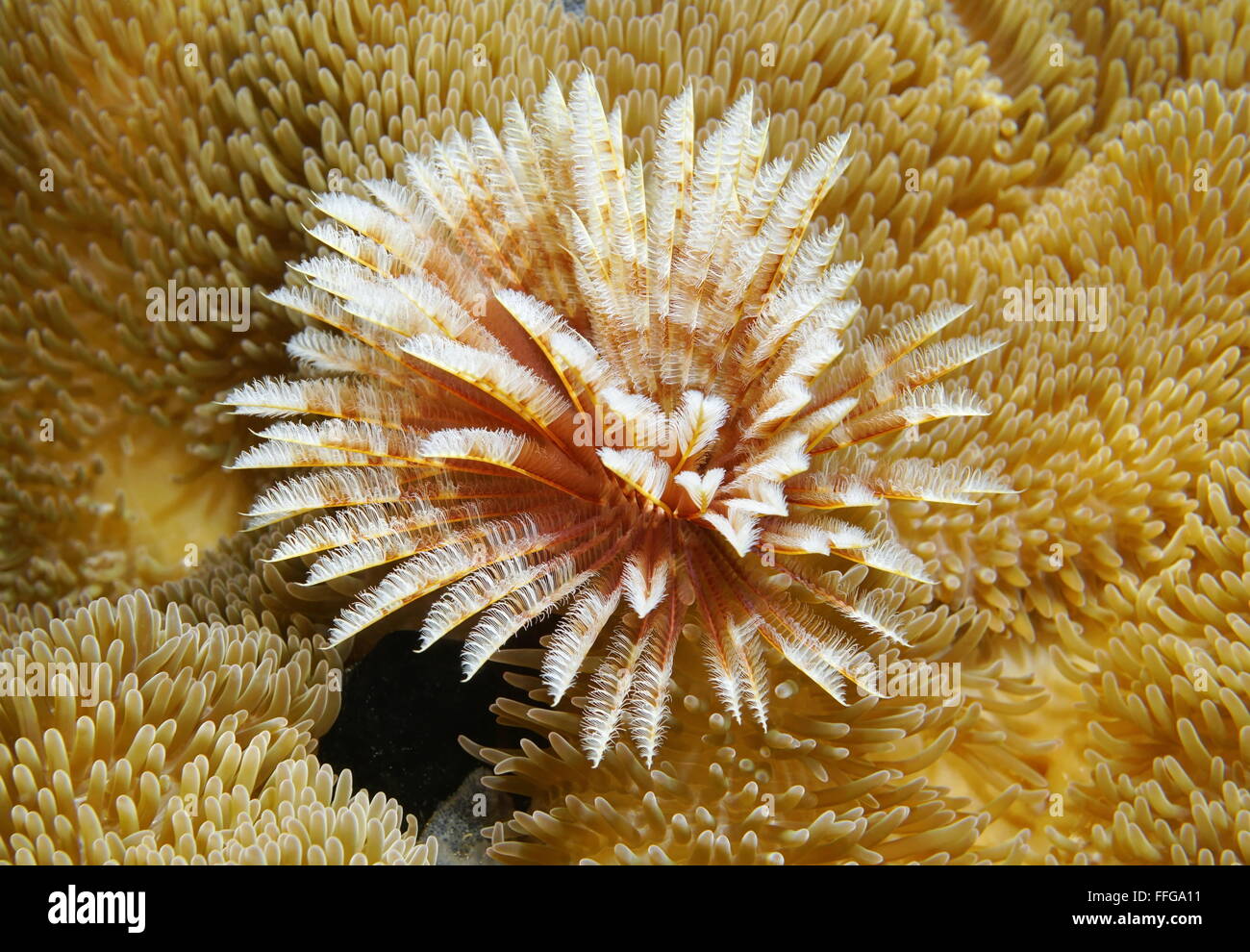 Un magnifico feather duster marine worm, Sabellastarte magnifica, circondato da attinie, Mar dei Caraibi Foto Stock