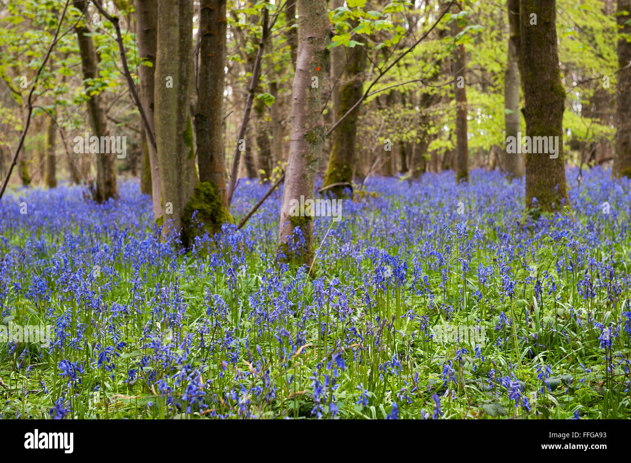 Bluebells(Endimione nonscriptus) sul disboscamento Inghilterra gran bretagna UK Europa Foto Stock