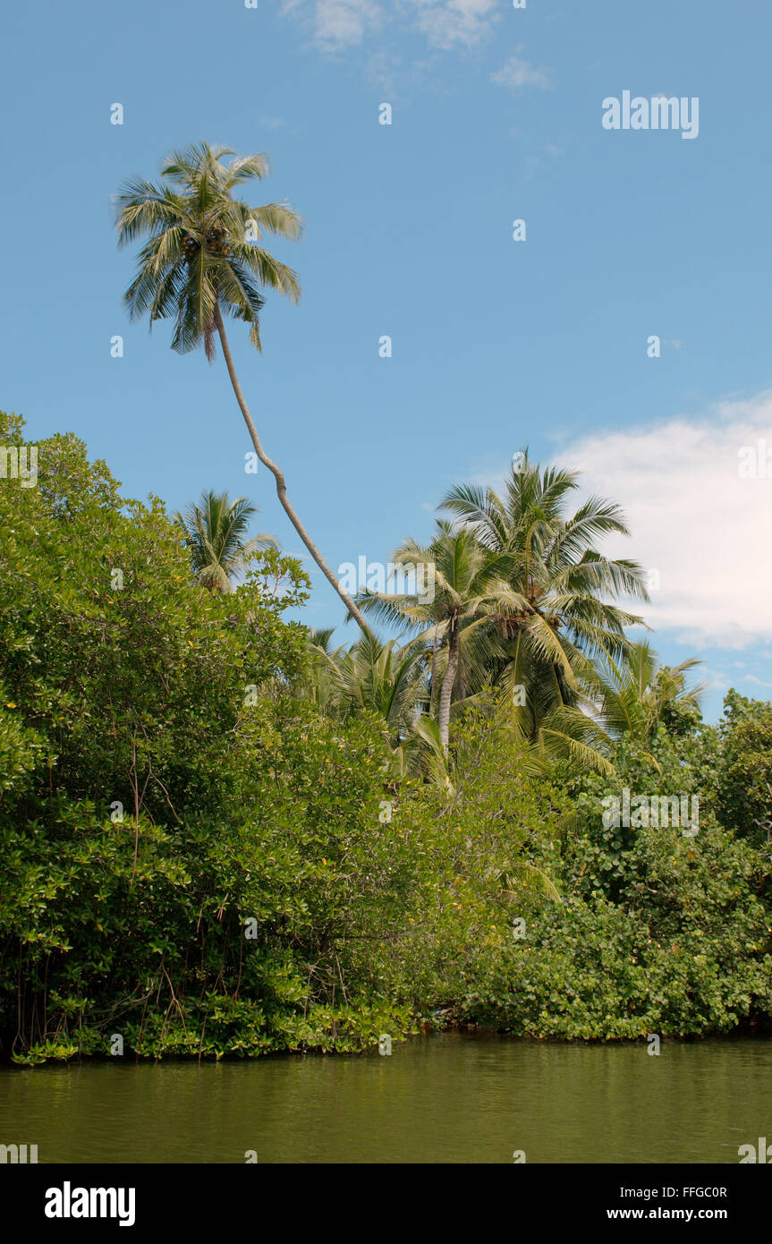 Mangrove sulla laguna di Hikkaduwa river, Hikkaduwa, Sri Lanka, Sud Asia Foto Stock