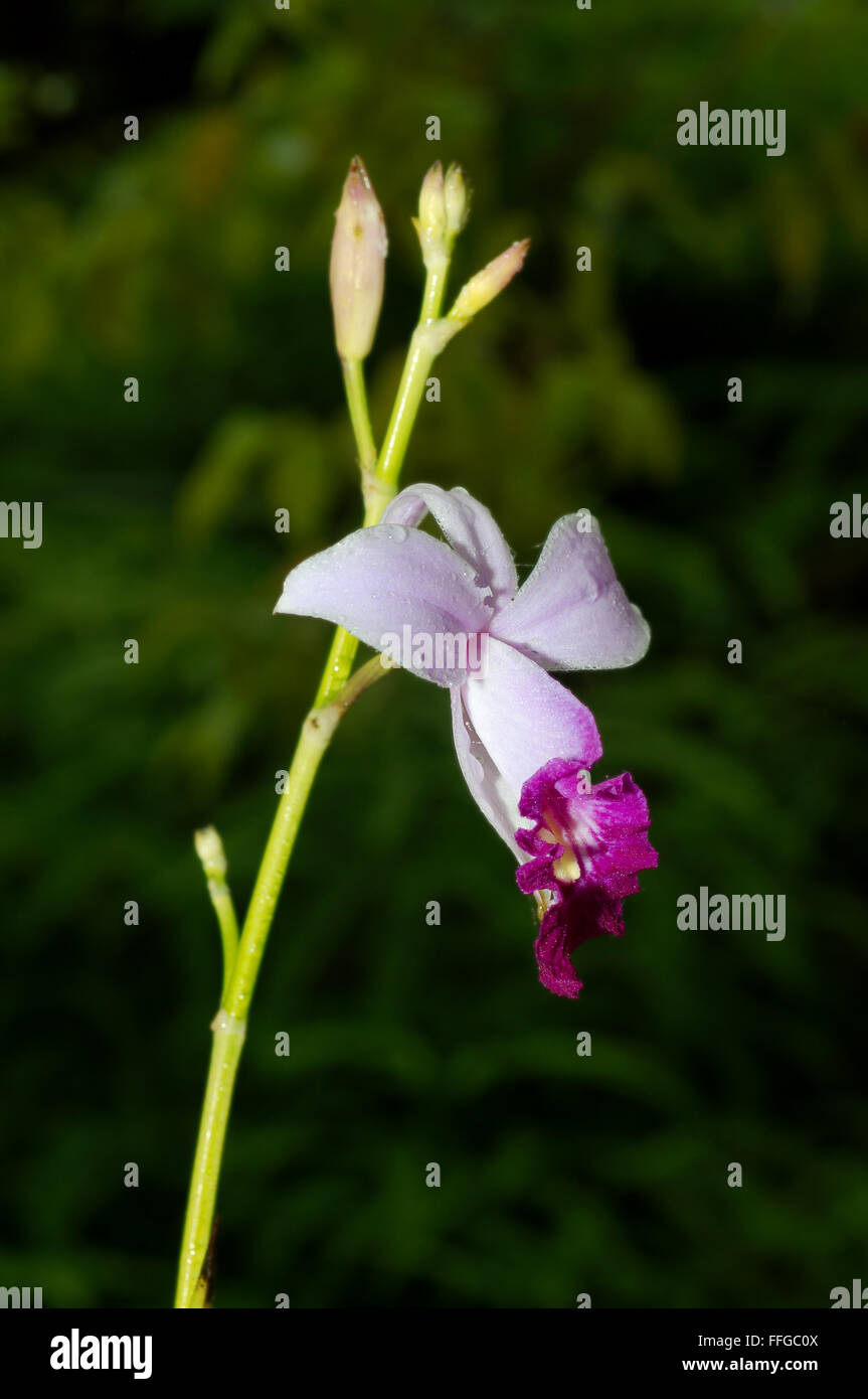 Fiori di orchidea selvatica (Phalaenopsis pulcherrima, Doritis pulcherrima) riserva forestale di Sinharaja, Sinharaja, Sri Lanka, Sud Asia Foto Stock