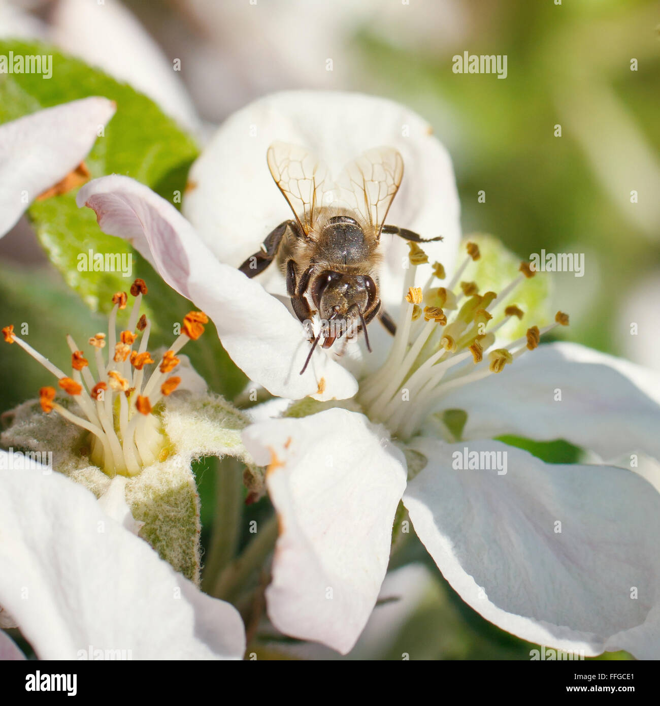 Ape del miele sui fiori di ciliegio immagini e fotografie stock ad alta ...