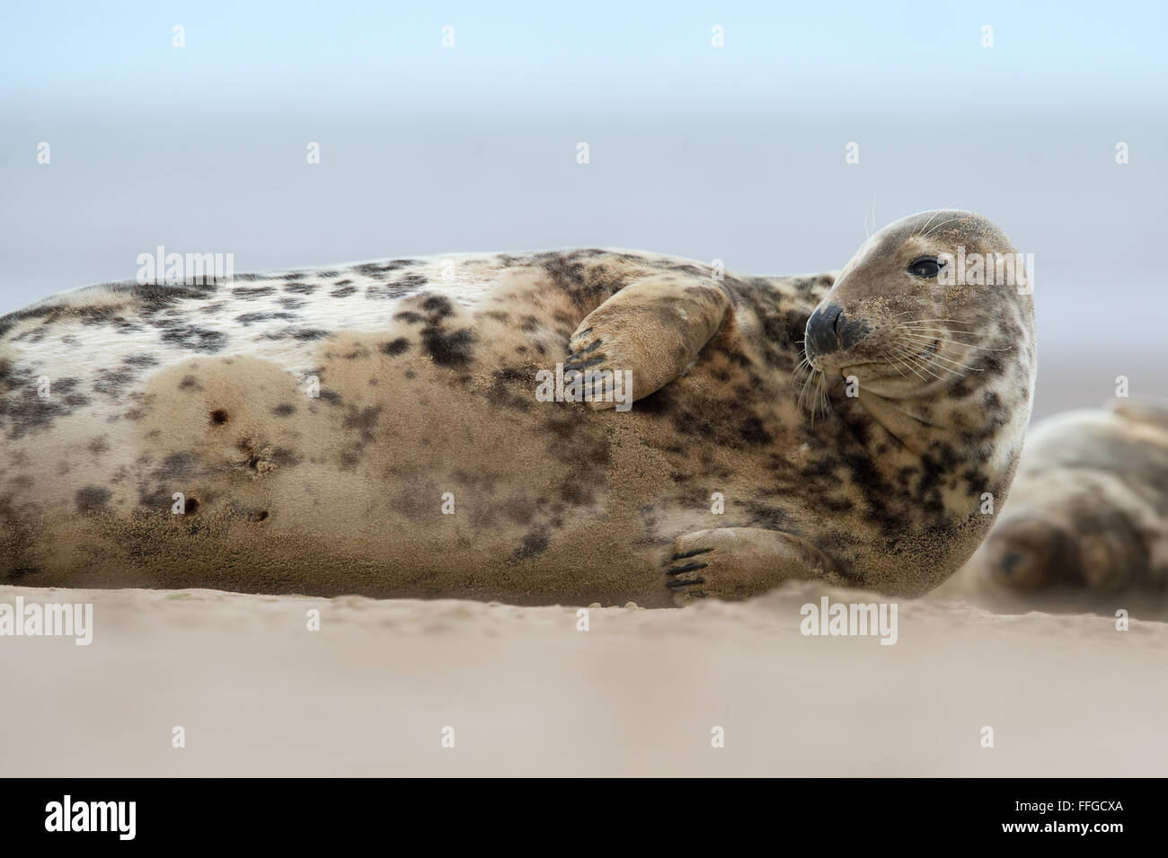 Atlantico guarnizione grigio (Halichoerus grypus) Foto Stock