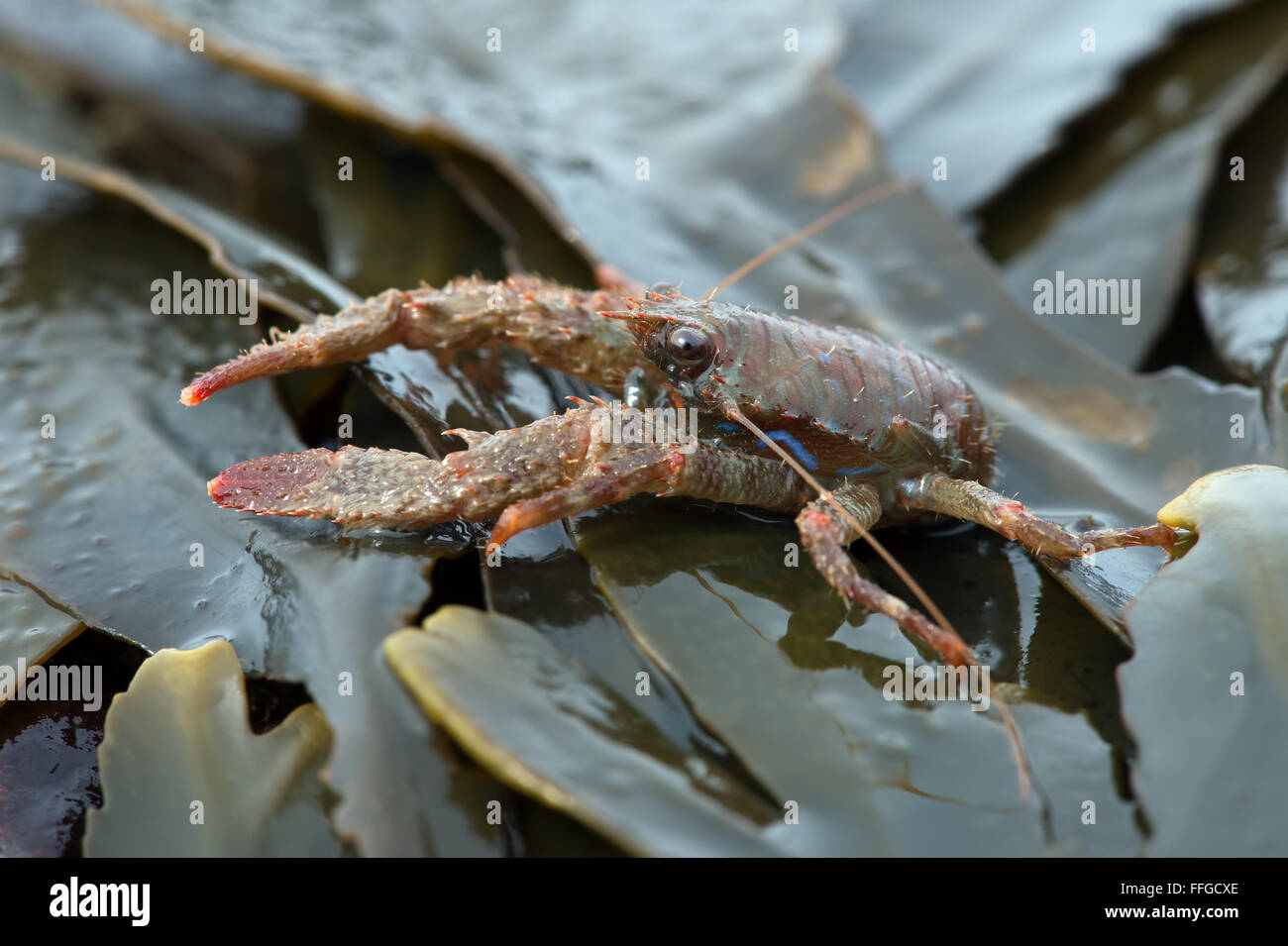 Spinosa aragosta squat (Galathea Strigosa) Foto Stock