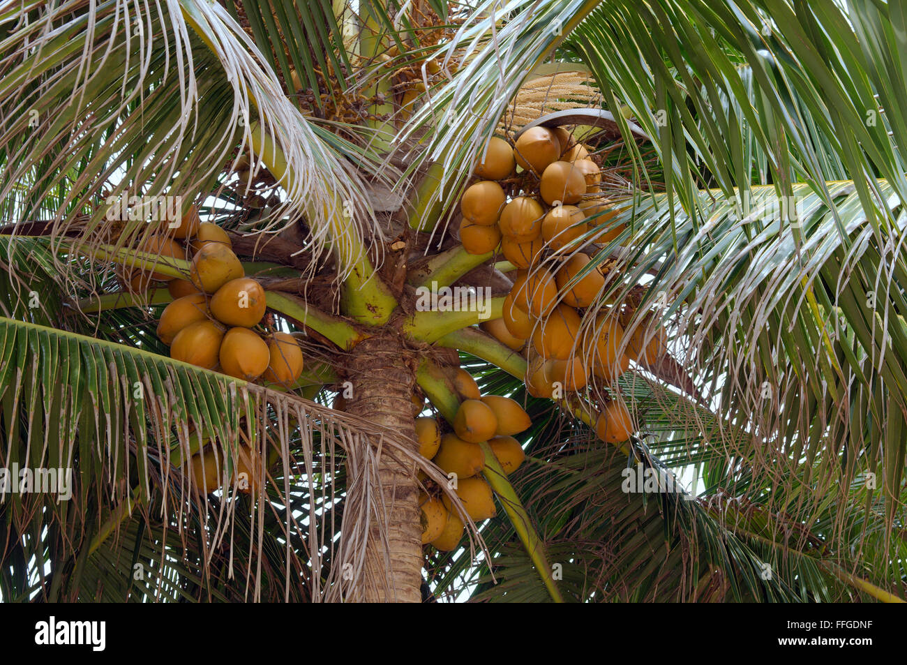 Noci di cocco mature su un albero di palma, kkaduwa, Sri Lanka, Sud Asia Foto Stock