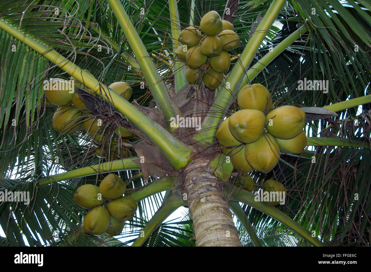 Noci di cocco mature su un albero di palma, kkaduwa, Sri Lanka, Sud Asia Foto Stock