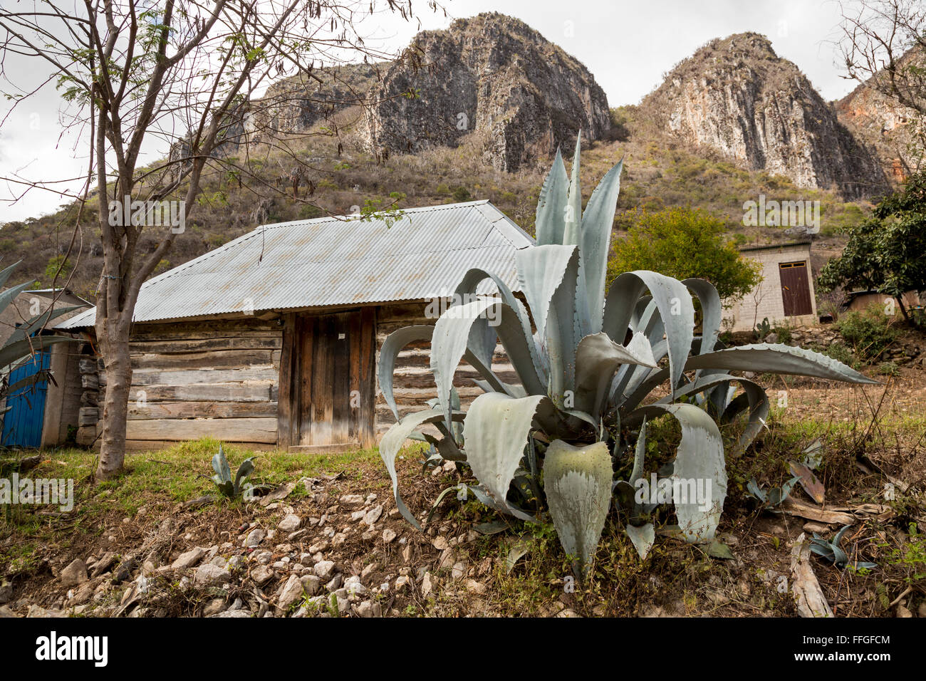 Santiago Apoala, Oaxaca, Messico - un maguey (agave) impianto nel villaggio di Apoala, un piccolo paese di montagna. Foto Stock