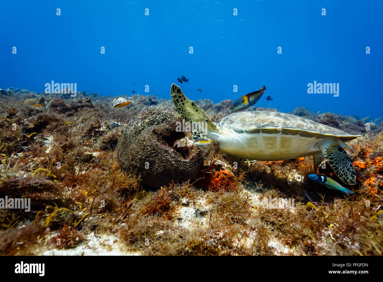 I falchi bill tartaruga embricata eretmochelys, mangiare corallo nei Caraibi close up Foto Stock