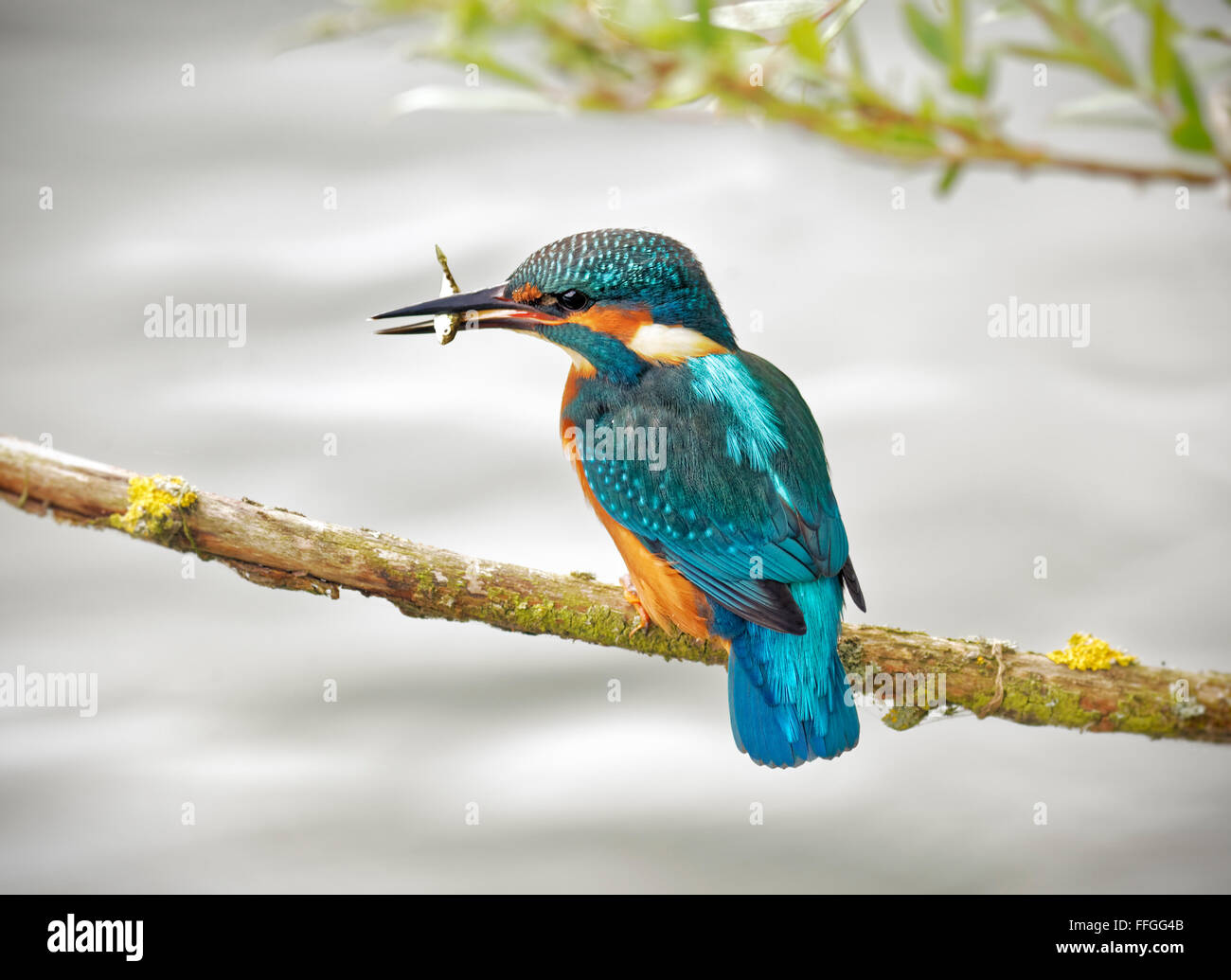 Kingfisher maschio con la sua cattura Foto Stock