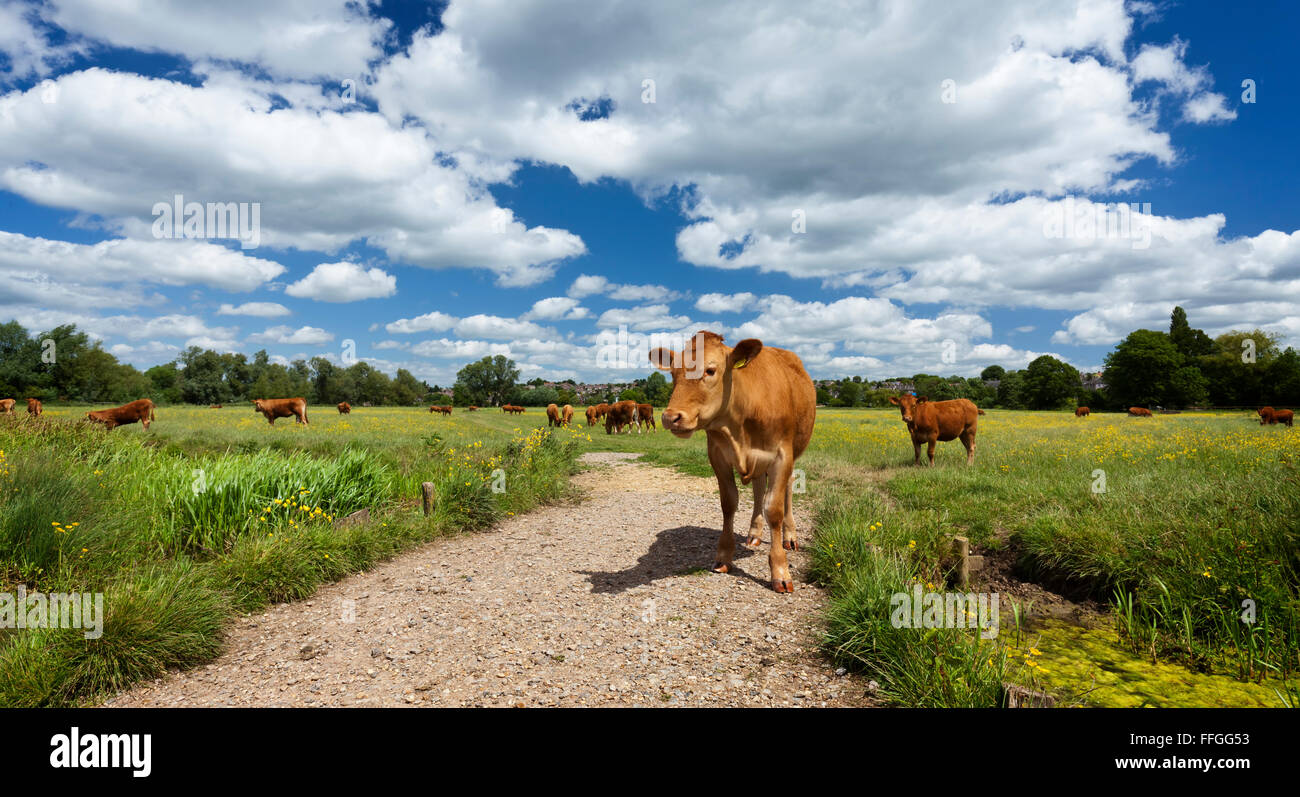 Mucca in Sudbury prati su una giornata d'estate Foto Stock