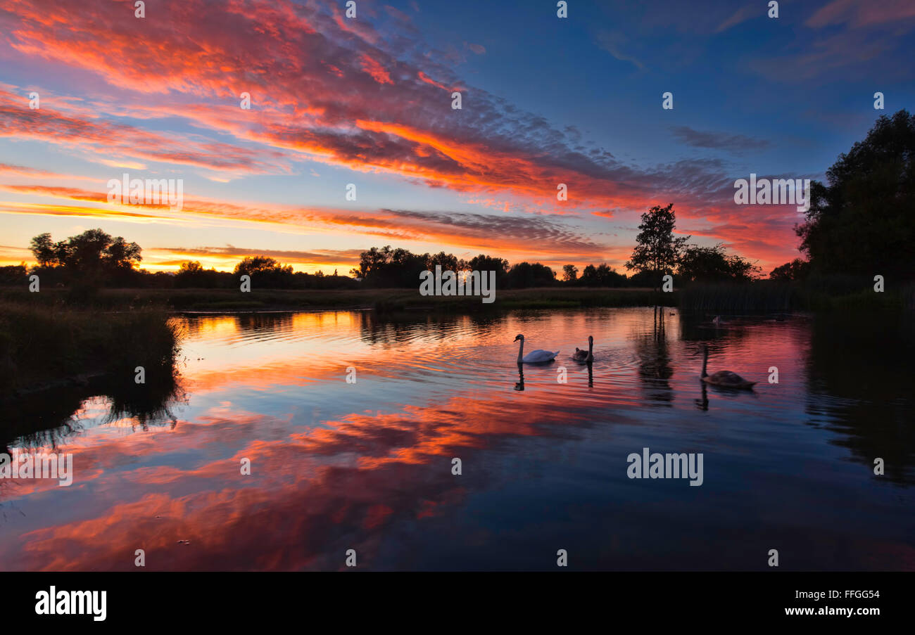 Cigni sul fiume Stour sui prati di Sudbury, Suffolk al tramonto Foto Stock