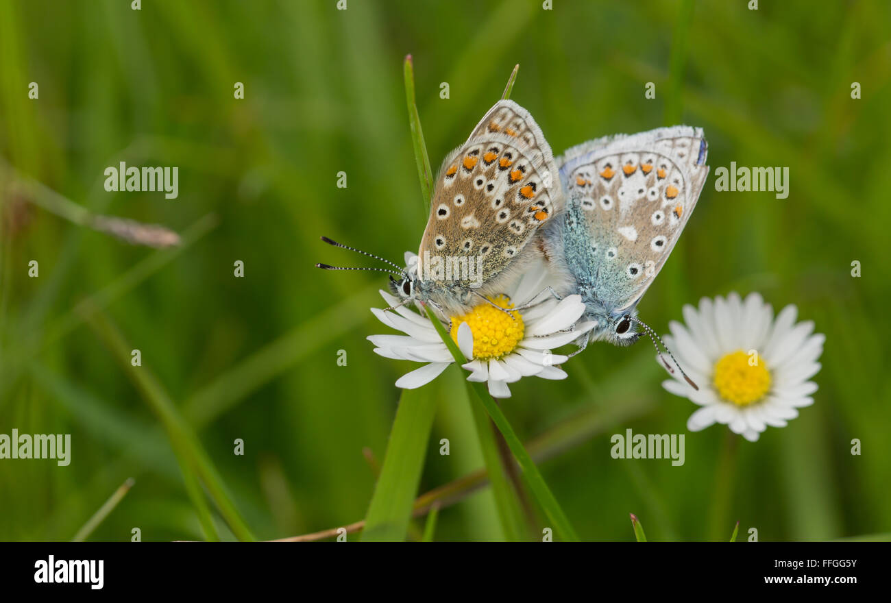 Comune di farfalle blu coniugata Foto Stock