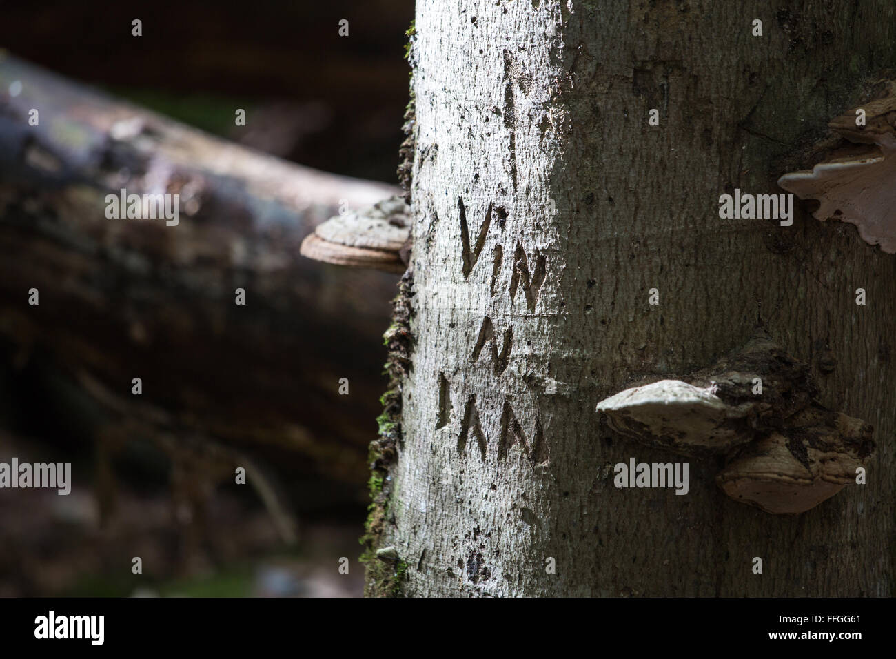 Radici di alberi e i funghi in una foresta al tempo di caduta Foto Stock