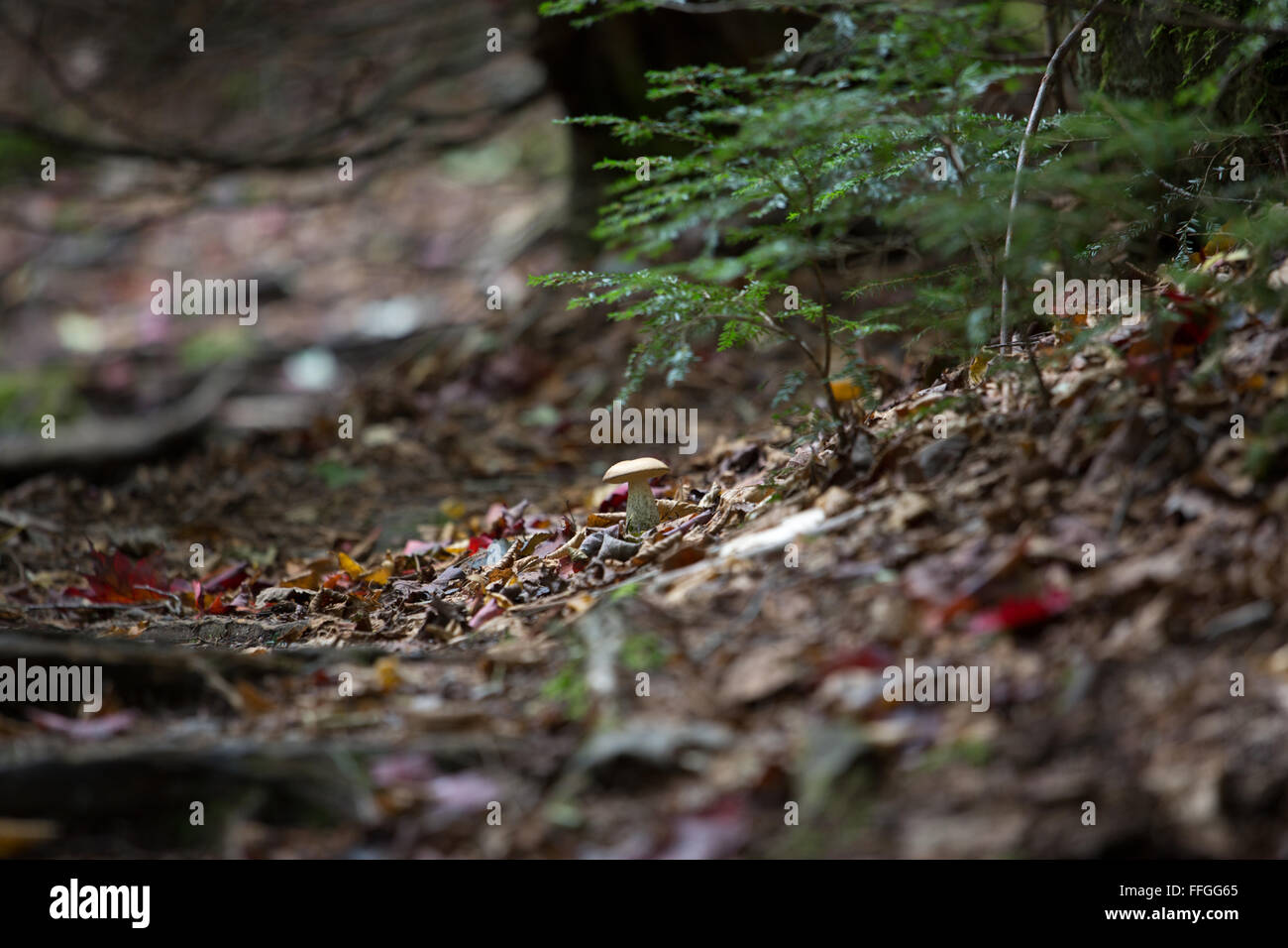Radici di alberi e i funghi in una foresta al tempo di caduta Foto Stock