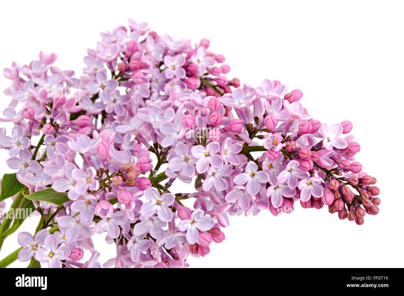 Il ramo di fioritura lillã isolati su sfondo bianco Foto Stock