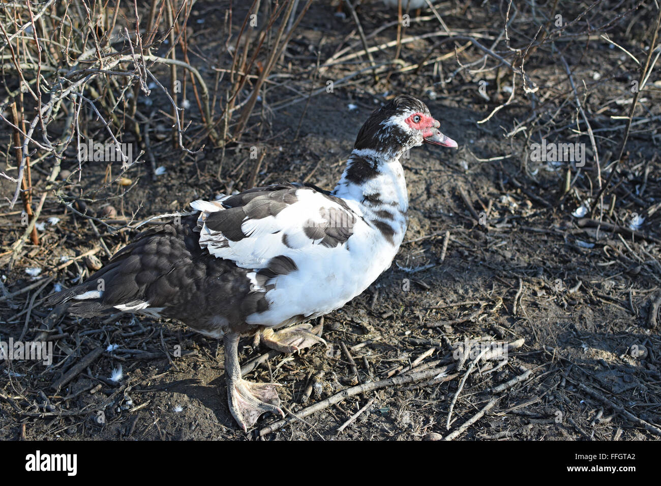 Il muschio di anatra. La manutenzione di muschiato anatre in una famiglia. Foto Stock