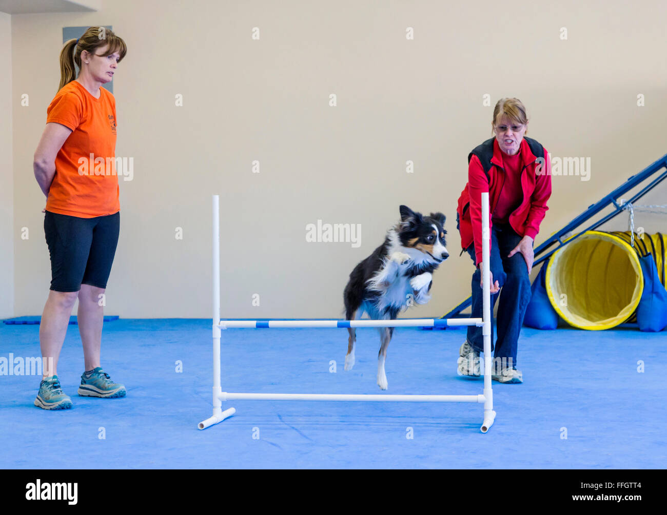 Professional cane femmina di formazione gestore pastore australiano di salto a ostacoli ostacolo Foto Stock