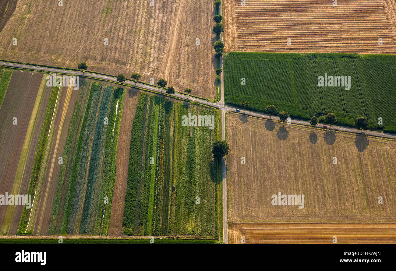 Vista aerea, crociera le strade di campagna, campi, vicoli, retroilluminato, ereditarietà, la rotazione delle colture, Welver, Soester Plain, Foto Stock