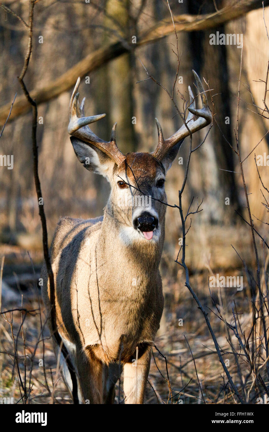 White-tailed deer buck bloccato la sua lingua. Odocoileus virginianus. La Thatcher boschi Forest Preserve, Illinois. Foto Stock