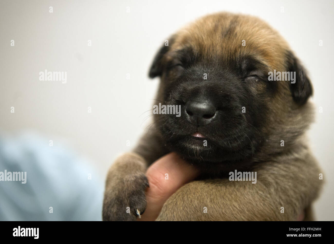 UUkita, un cane operaio militare del 802nd Security Forces Squadron presso Joint base San Antonio-Lackland, Texas, ha dato alla luce otto cuccioli. I cuccioli saranno sottoposti a selezione e addestramento per futuri ruoli militari. Foto Stock