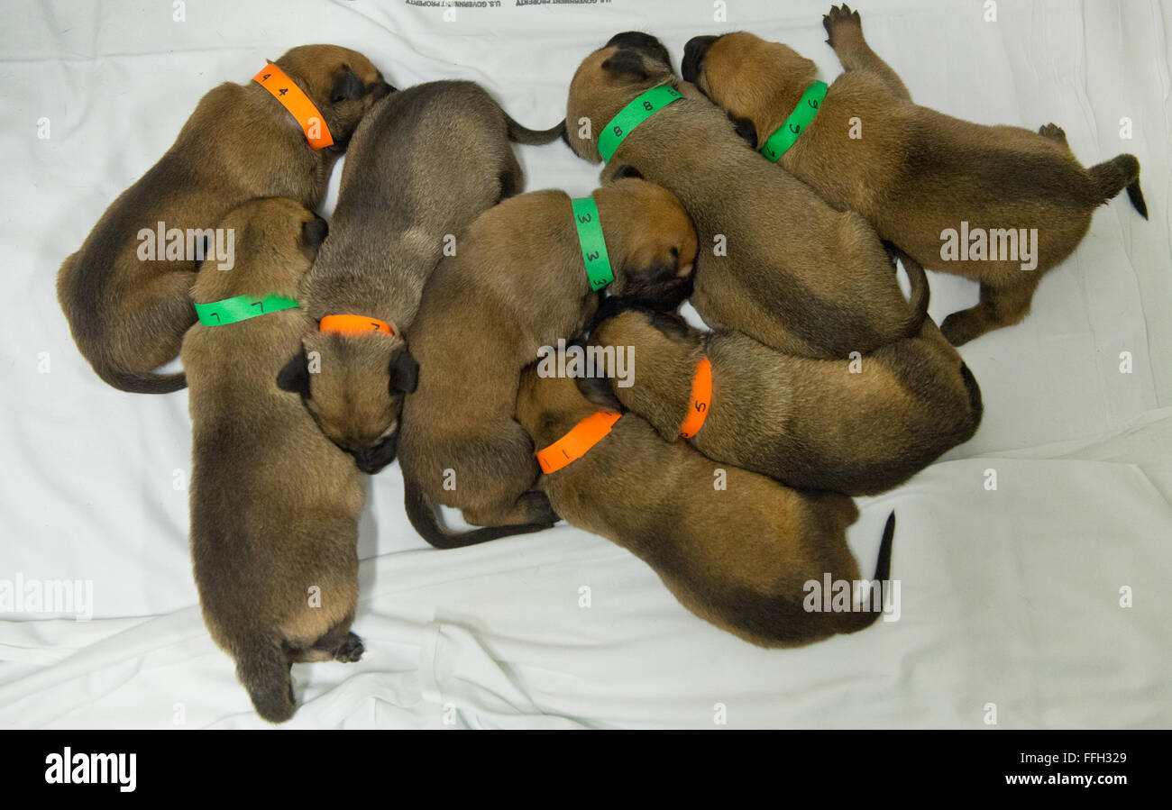 I cuccioli huddle insieme prima di essere alimentati alla base comune San Antonio-Lackland, Texas. I cuccioli saranno conservati in un luogo sicuro per prevenire la malattia prima di partecipare al corso di formazione per i cani per opera militare. Quando i cani sono sufficientemente maturi per treno, essi verranno filtrati attraverso un processo di selezione per determinare che i cani sono qualificati per opera militare Foto Stock