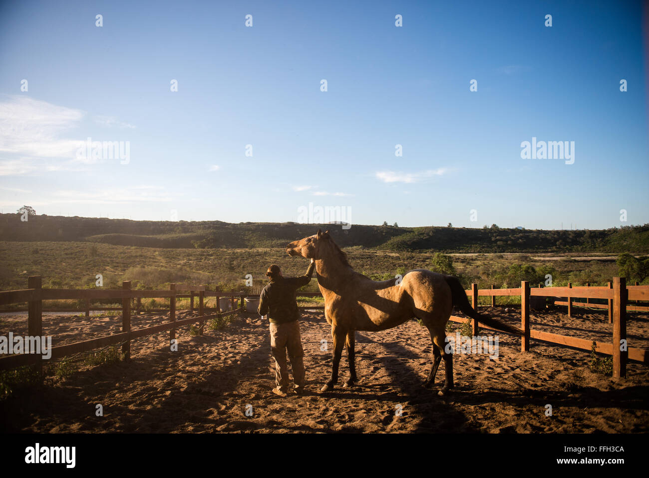 Il sergente Lauren Daniels saluta Duke, un cane operaio militare, durante la routine mattutina. Si assicura che Duke sia in buona salute controllando eventuali tagli o lesioni subite durante la notte. Foto Stock