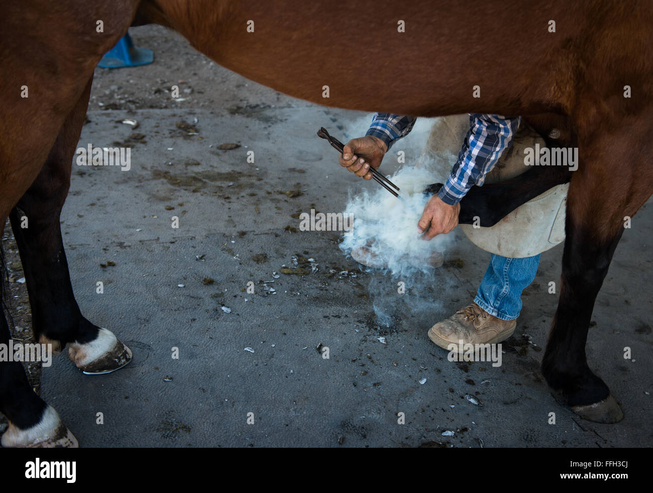 Chris Hume, un maniscalco indipendenti sulla costa centrale della California, ri-shods uno zoccolo di cavallo con un ferro di cavallo che è stato riscaldato fino a quando non è stato red hot. I cavalli militari get re-shodded ogni sei settimane. Foto Stock