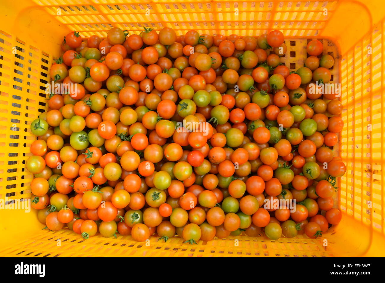 Un giallo corf del raccolto di pomodori Foto Stock