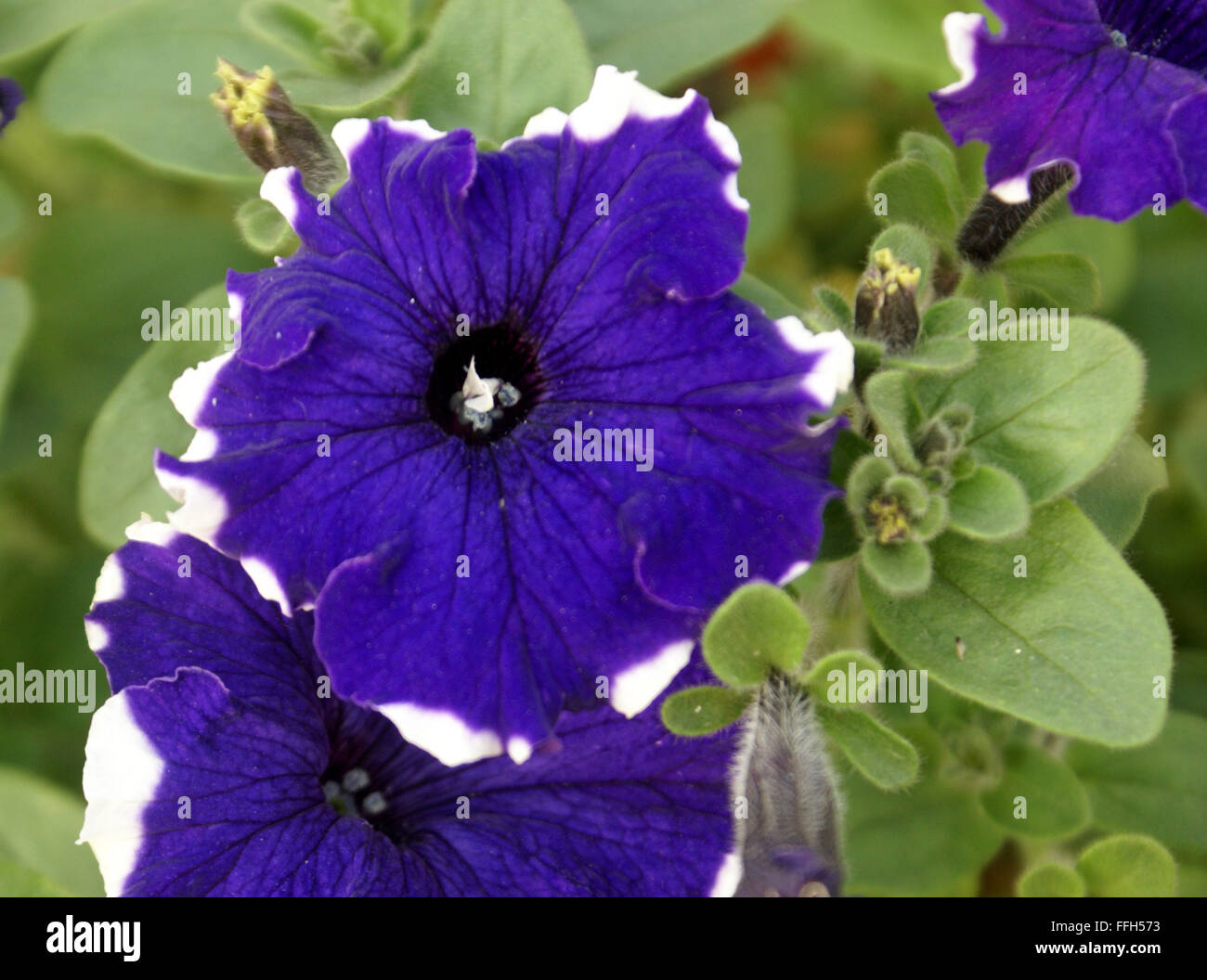 La Petunia hybrida, della famiglia delle solanacee, coltivate erbe annuali con forma ovale oblunga e foglie a forma di imbuto fiori blu, bianco i bordi Foto Stock