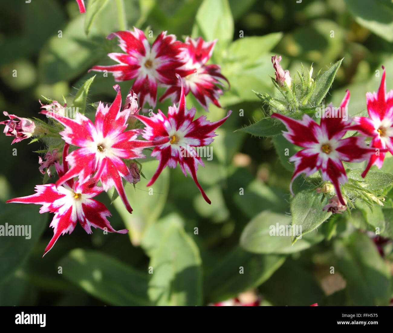 Phlox drummondii cuspidata "scintillio di Star", cultivar con stelle di fiori di forma appuntita in bicolore ristretta dei lobi della corolla Foto Stock