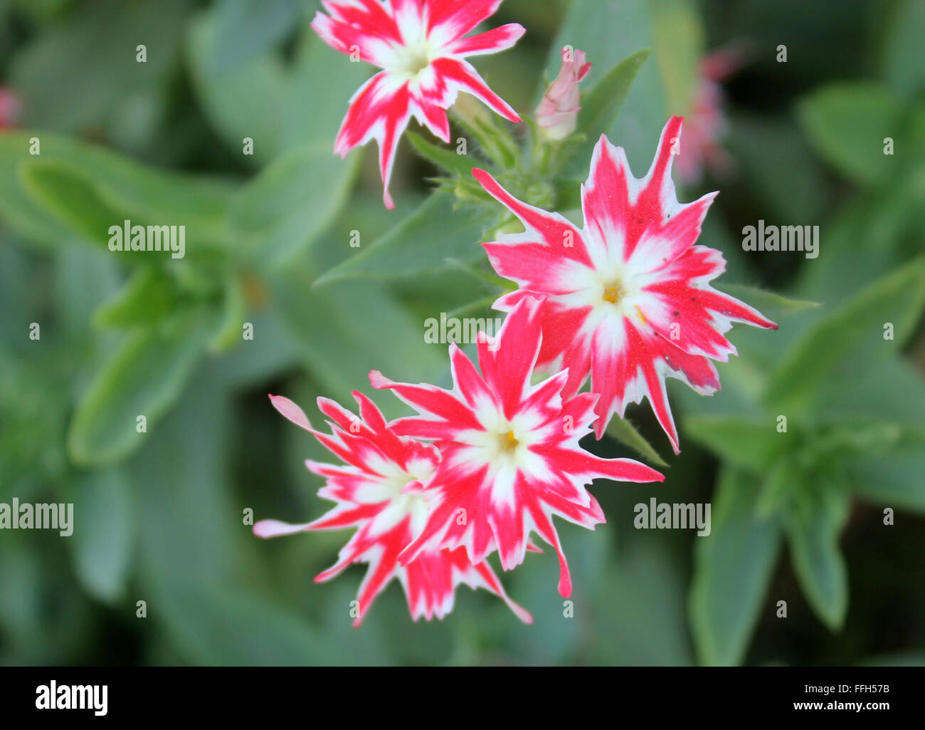 Phlox drummondii cuspidata "scintillio di Star", cultivar con stelle di fiori di forma appuntita bicolore corolla ristretta a lobi Foto Stock