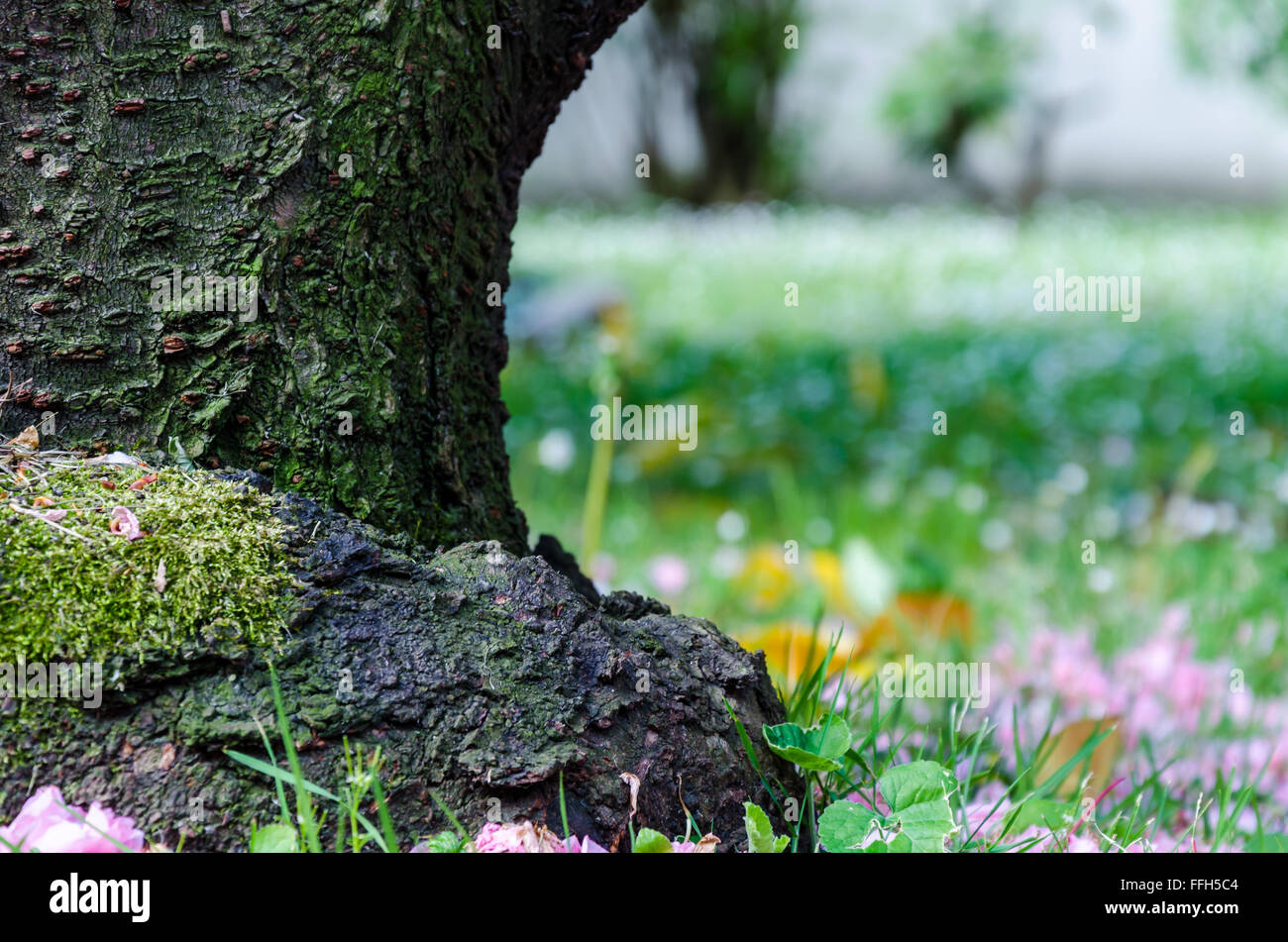 Zen come stile di vita con tronco e fiori caduti a terra Foto Stock
