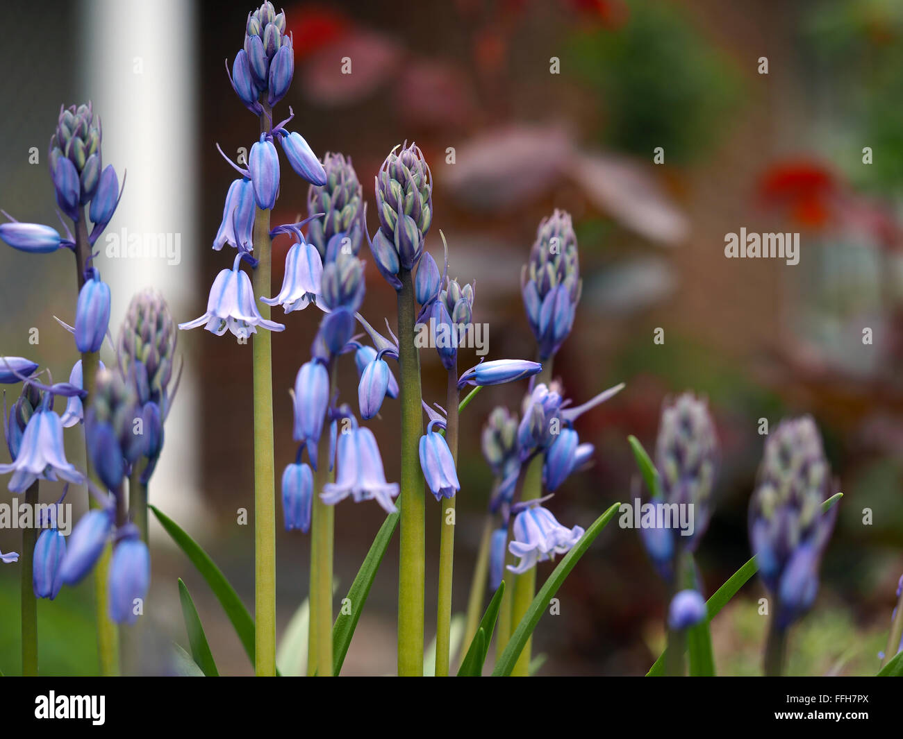 Blue Bells Bluebell macro di fiori Foto Stock