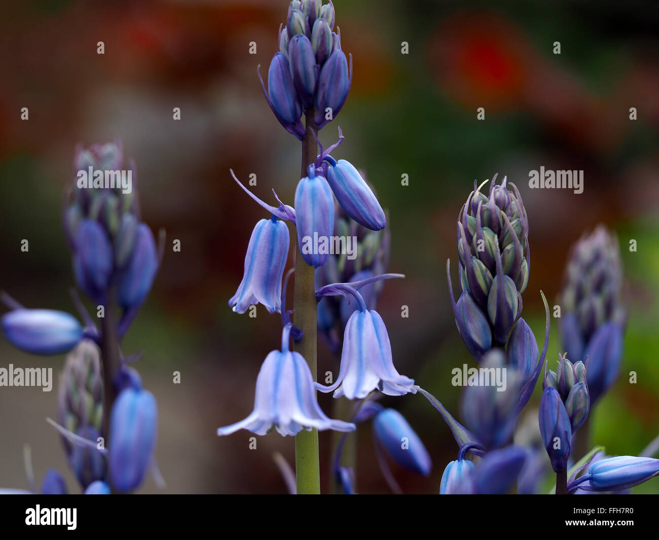 Blue Bells Bluebell macro di fiori Foto Stock