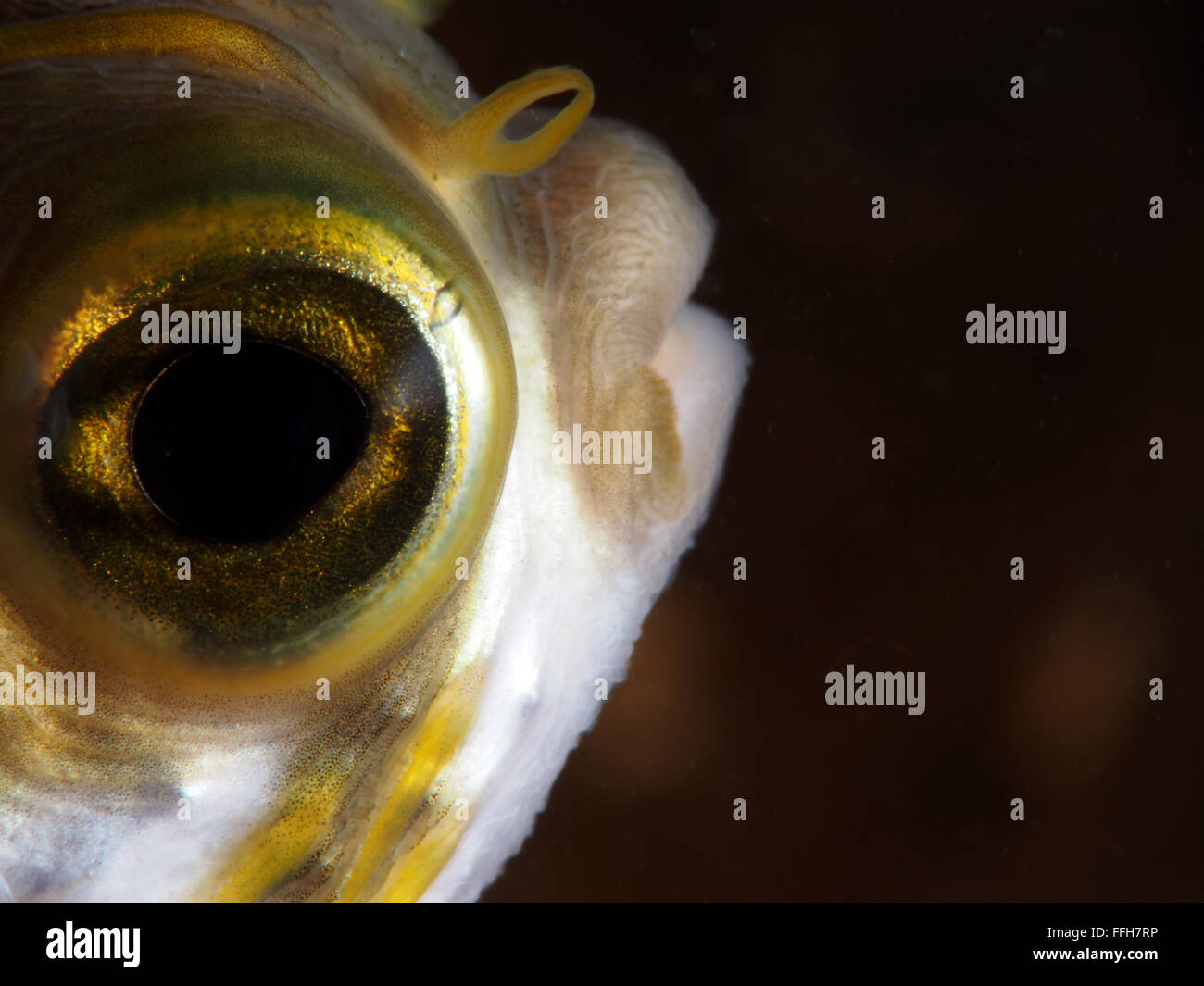 Profilo di globefish fish eye macro molo a Blairgowrie Foto Stock