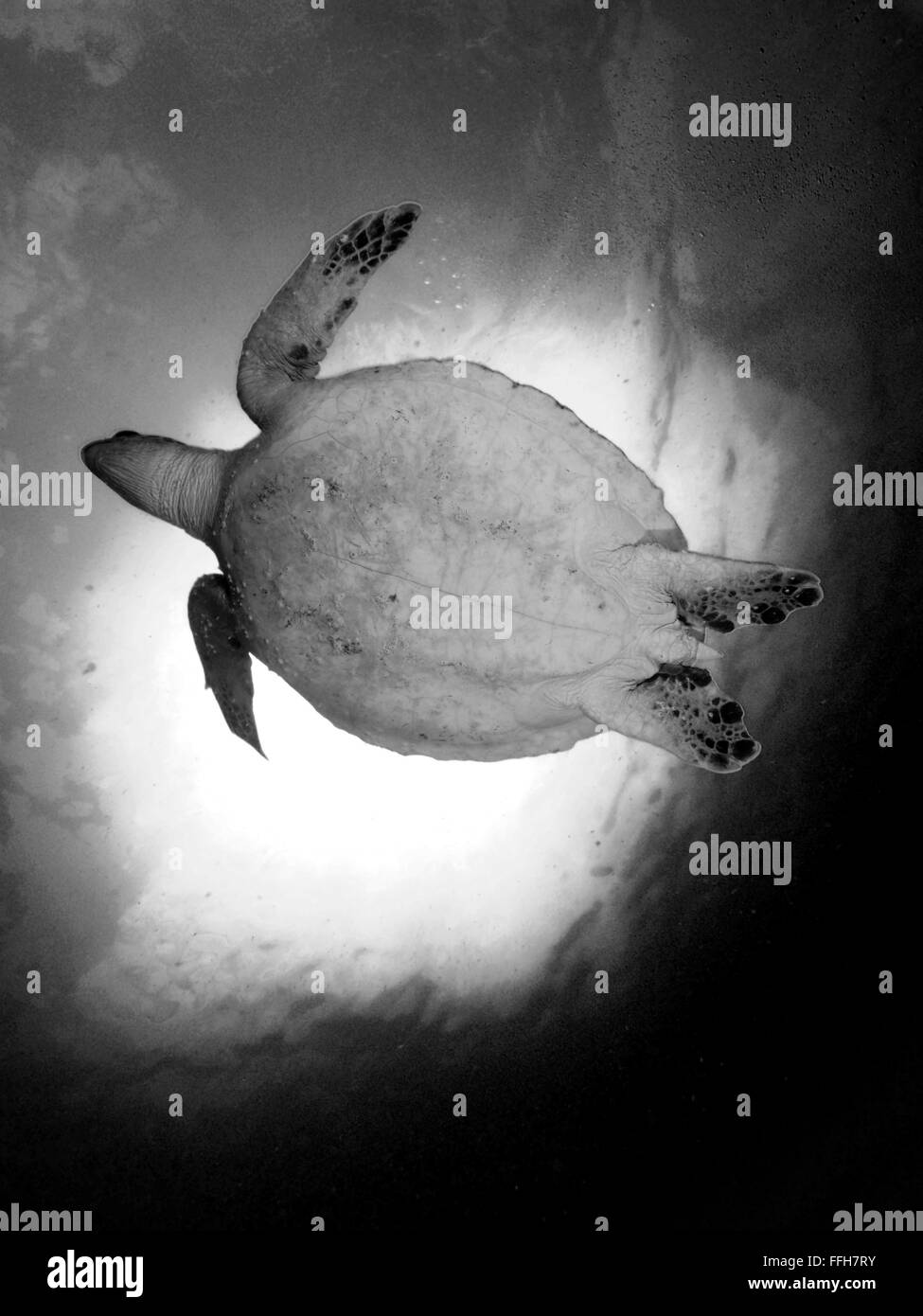 Sea Turtle tartaruga verde Julian Rocks Byron Bay in bianco e nero Foto Stock