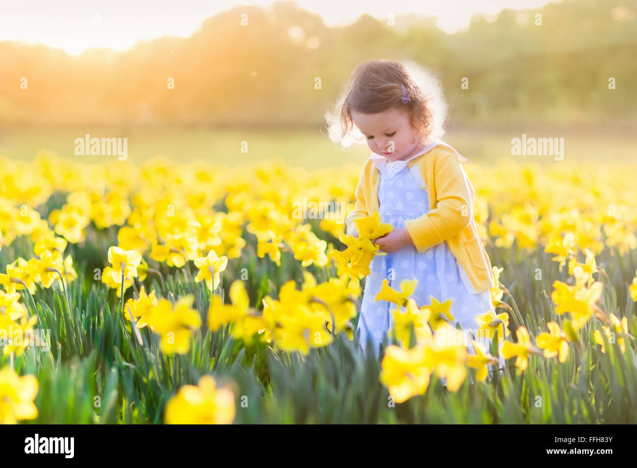 Il Toddler girl giocando in daffodil di Campo dei Fiori. Bambino di giardinaggio. Kid a caccia di fiori nel cortile. Foto Stock