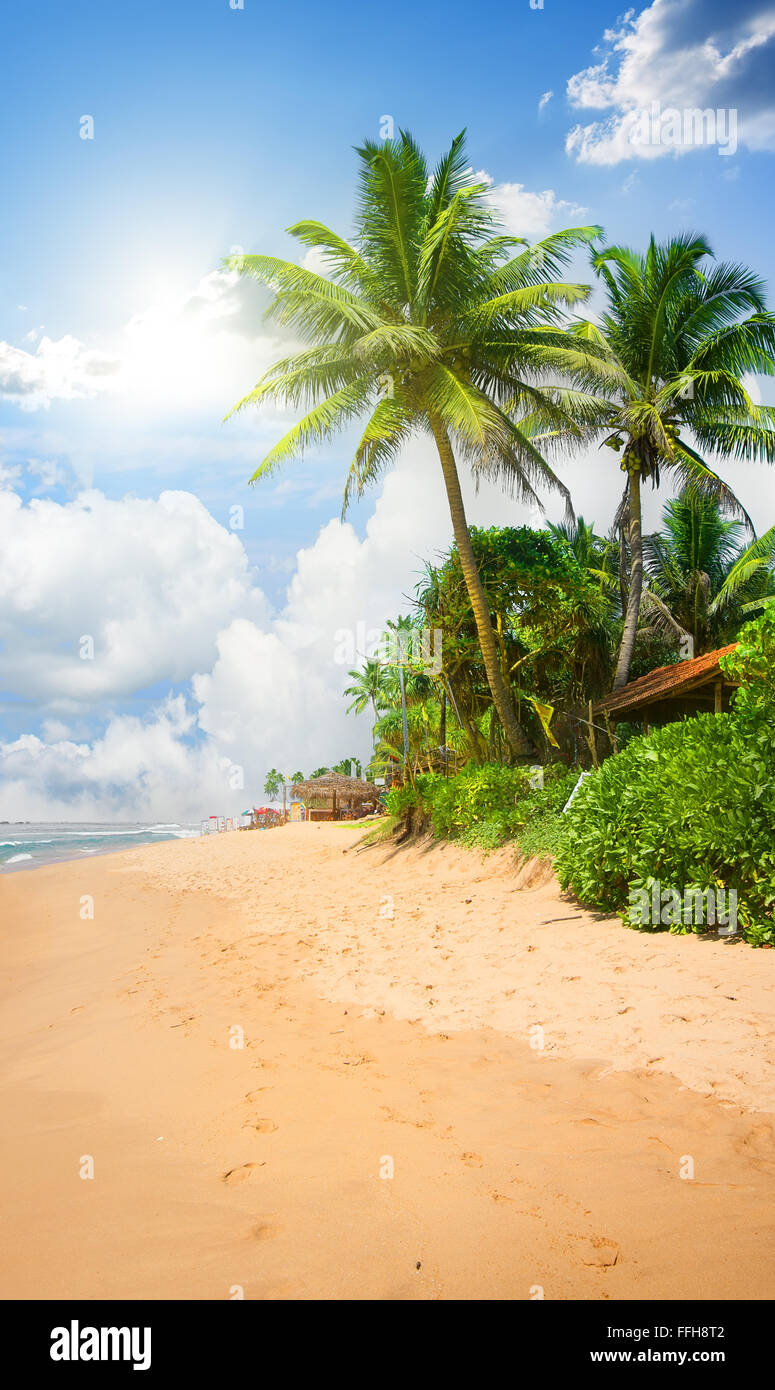 Spiaggia di sabbia con verde grandi palme Foto Stock