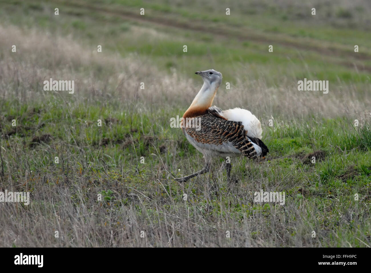 Grande maschio (Bustard Otis tarda) a piedi nella steppa a molla. Regione di Saratov, Russia Foto Stock