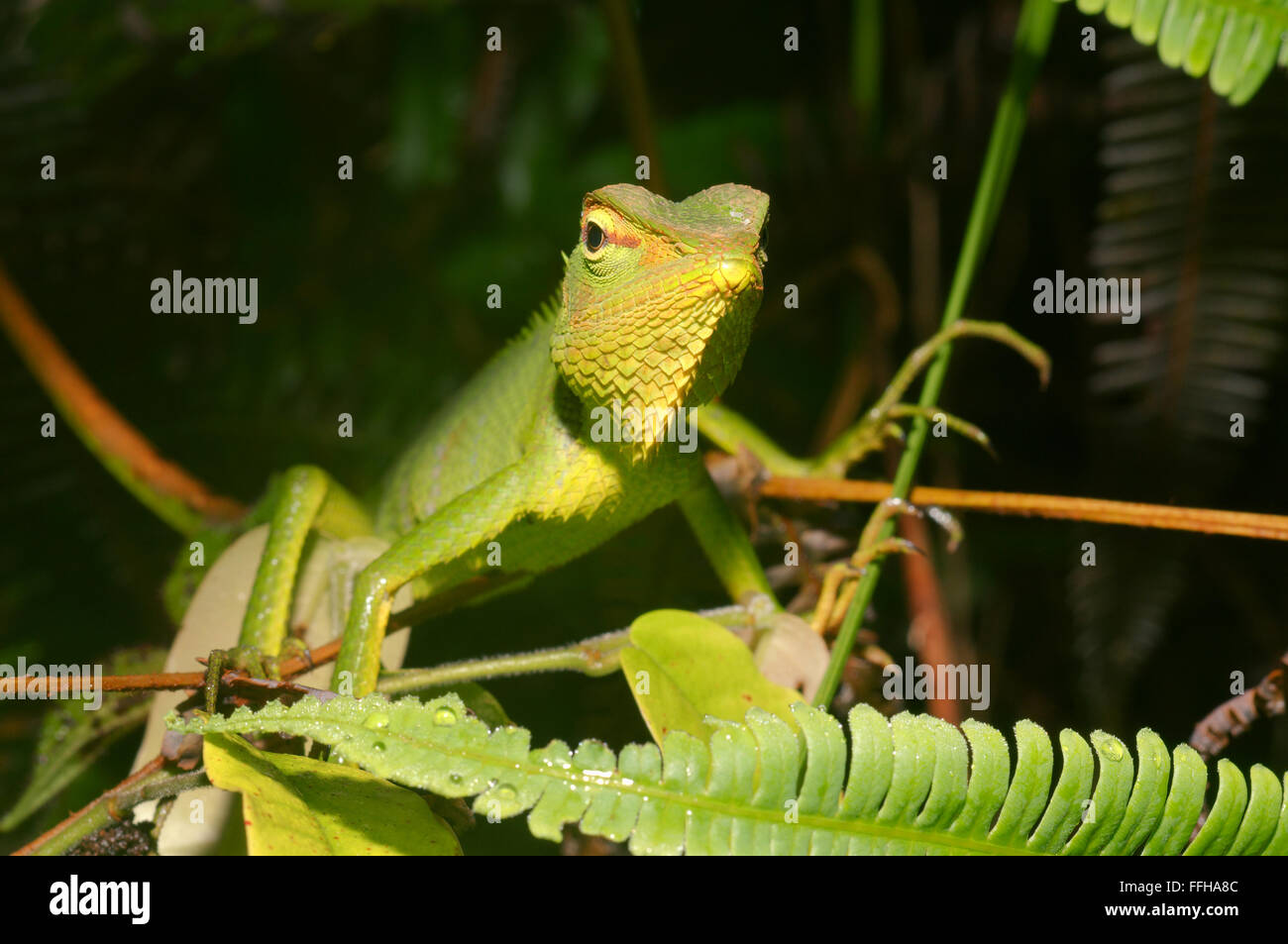 Comune di foresta verde lucertola verde bosco Calotes o Calote vietnamita (Calotes calotes) riserva forestale di Sinharaja, parco nazionale, Foto Stock