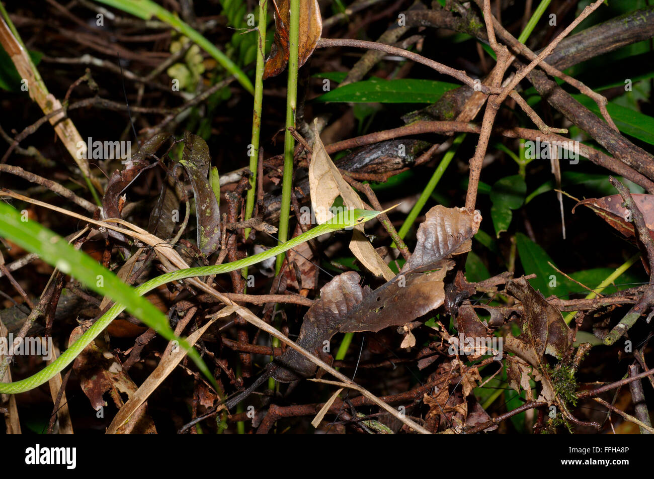 A becco lungo serpente ad albero, vitigno verde serpente a becco lungo serpente frusta o Asian vine snake (Ahaetulla nasuta) riserva forestale di Sinharaja, Foto Stock