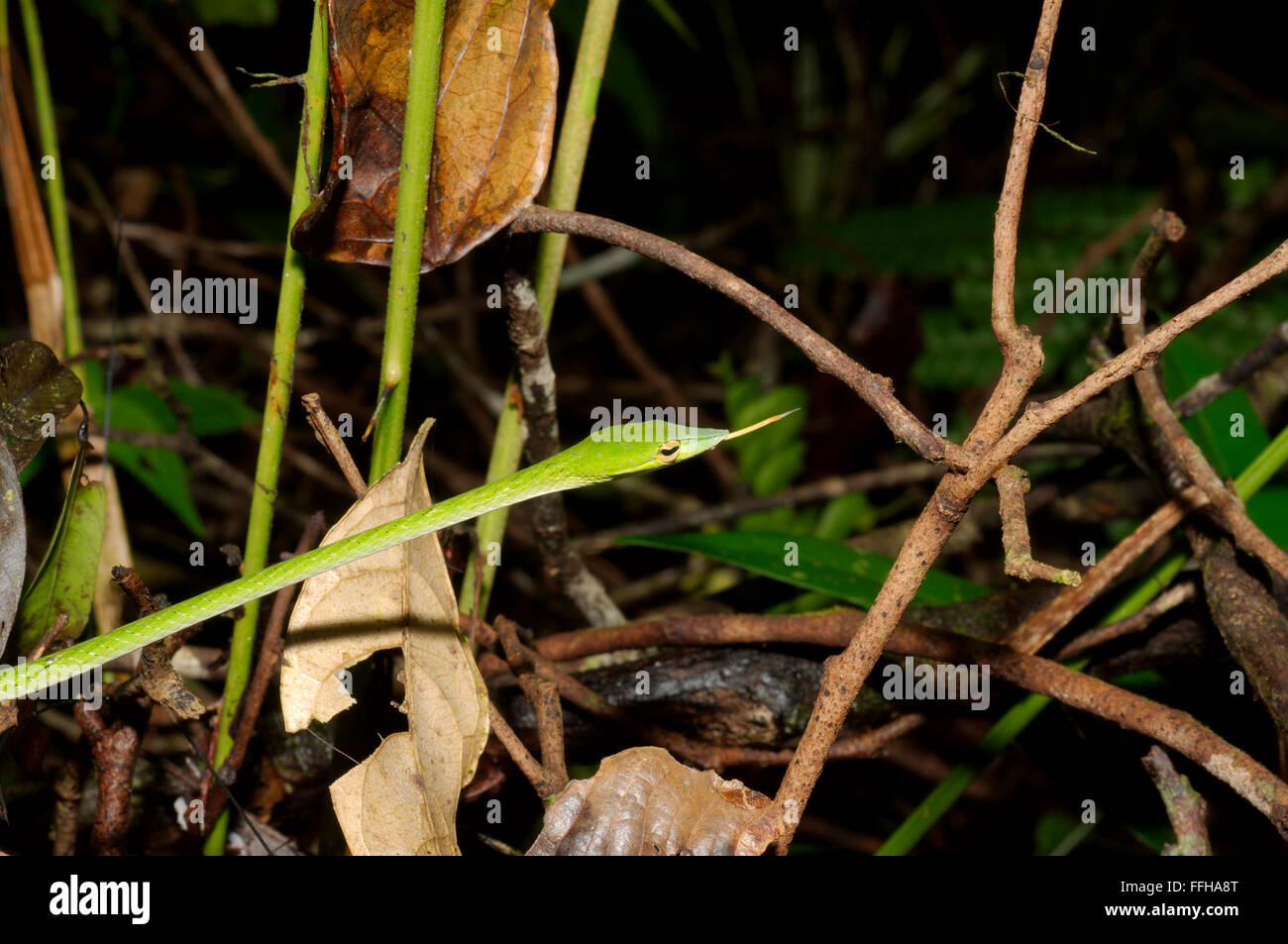 A becco lungo serpente ad albero, vitigno verde serpente a becco lungo serpente frusta o Asian vine snake (Ahaetulla nasuta) riserva forestale di Sinharaja, Foto Stock